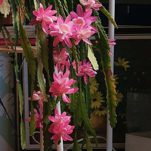 61YqMl44UaL. AC UF1000,1000 QL80 .jpg