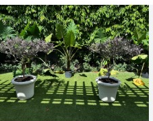 Landscape Design Wellington.png