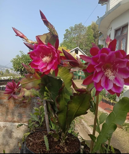 71FC 1Goh3L. AC UF1000,1000 QL80 .jpg