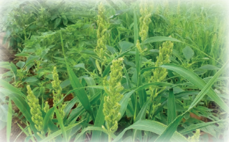 Screenshot 2026 04 21 171150.png