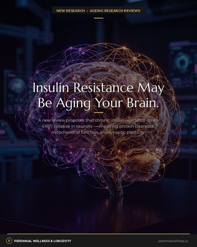 day3 insulin brain aging.jpg