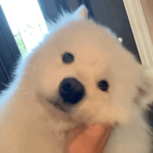97e6779724388df83d9ba37904a67e319fdf7a13bf703fae919b1dc18475a9fd.0.gif