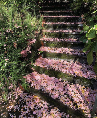 flower path.jpg
