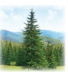 Screenshot 2026 04 21 104331.png