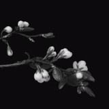 5F982B6C 4460 4A9C 973F 0081BFB3CDAF.gif