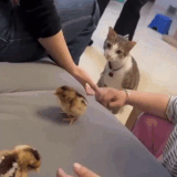 3543436.gif