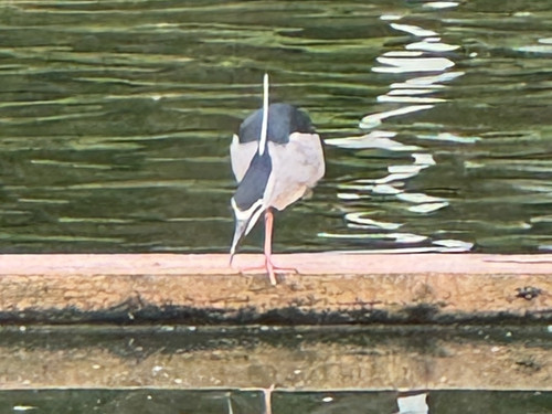IMG 0826.jpg
