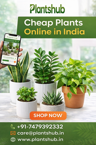 cheap plants online in india.png
