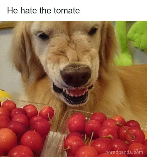 funny food memes thefoodranger.jpg