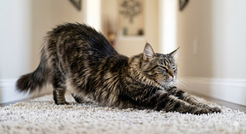 Cat stretching in a hallway.jpg