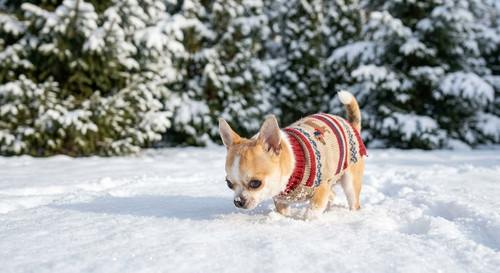 Dog with a sweater in the snow.jpg