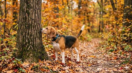 Beagle sniffing a tree trunk.jpg