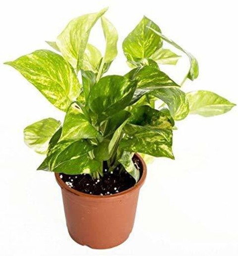 money5 1 eztect original imafvc5.jpg