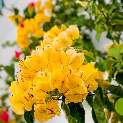 Bougainvillea Plant Yellow 02.jpg