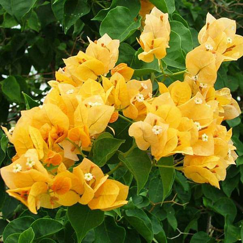 nurserylive plants bougainvillea yellow plant 16968652521612.jpg