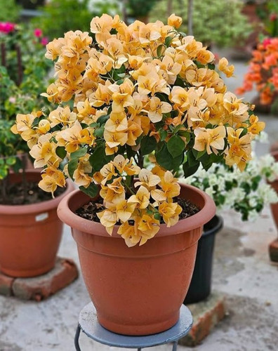 81U8ACQDs4L. AC UF1000,1000 QL80 .jpg