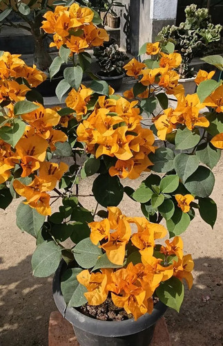 Yellow Bougainvillea Kagoj Ful Attractive Flower Plant For Enhance Your Home Garden Beauty Pack Of 1.jpg