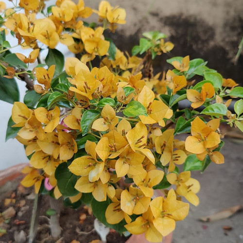 0bbe32a9 2232 4c5c 965e d7d9372f5229 d98151ac 649c 469d af19 7b0f11642d8a.jpg