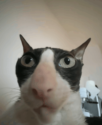 62903a31ef78.gif