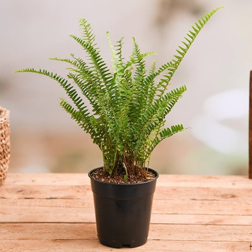 nurserylive g plants nephrolepis exaltata bosteniensis boston fern plant 129726.jpg