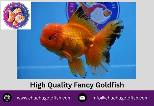 High Quality Fancy Goldfish.jpg
