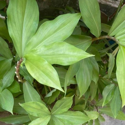 Insulin Plant Benefits – Is it Really Good for Diabetics .jpg