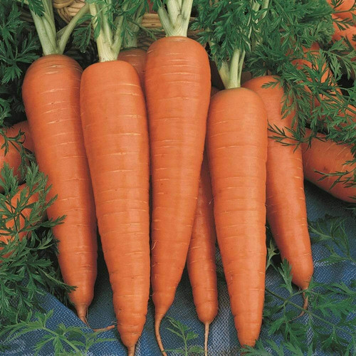 189 1carrot vegetable seeds bdsresolve original imagrxknj2yhrupe.jpg
