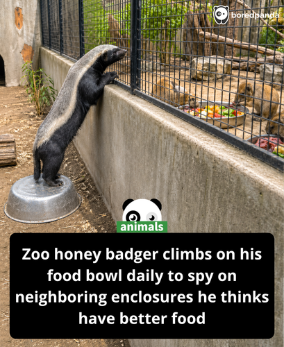 9. Ai honeybadger story.png
