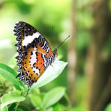 DSCF4317