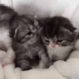 d2f30322e661.gif