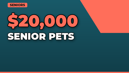 thumb pet insurance for senior pets landscape.png