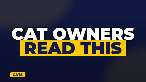 thumb cat insurance do you really need it landscape.png