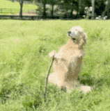 golden retriever chilling in the sun.gif