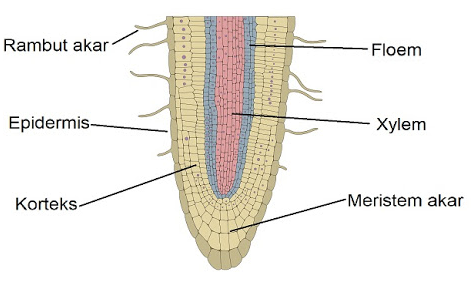 epidermis akar 1.png