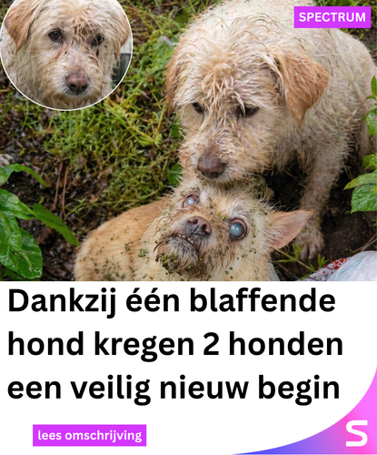 Spectrum Netwerk 143 (27).png