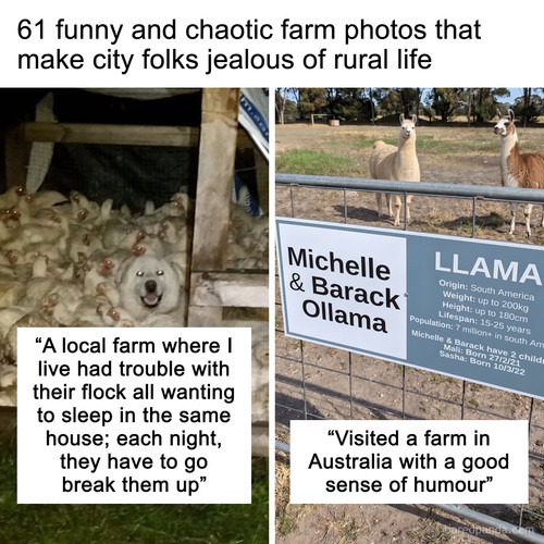 funny farm pics.jpg