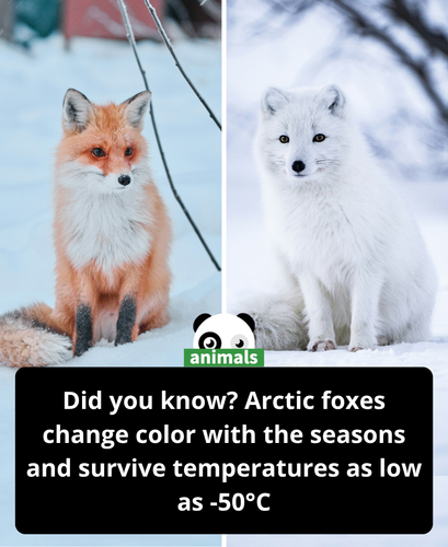 572. The Arctic fox is a small, resilient mammal native to the Arctic regions of North America, Euro.png