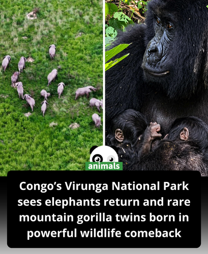 570. After years of conflict and instability, wildlife is making a powerful comeback in Virunga Nati.png