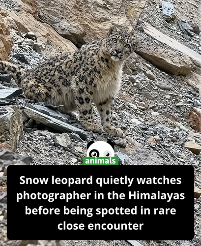 571. In the Himalayas, some stories don’t need to be found. They find you first.png