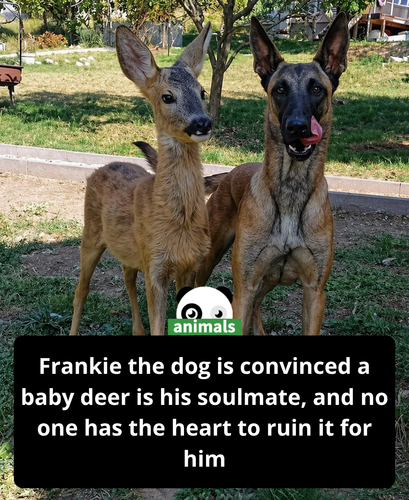 579. Frankie took one look at the situation and thought, “Yep… that’s the one..png