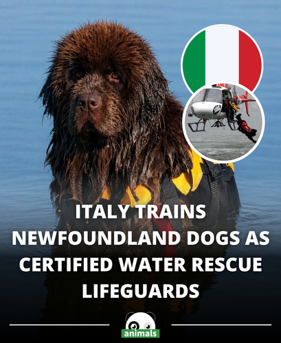 573. ITALY TRAINS NEWFOUNDLAND DOGS AS REAL WATER RESCUE LIFEGUARDS.png