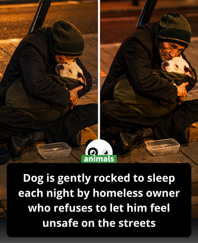 576. Every night, no matter how hard the day has been, he makes sure his dog falls asleep first.png