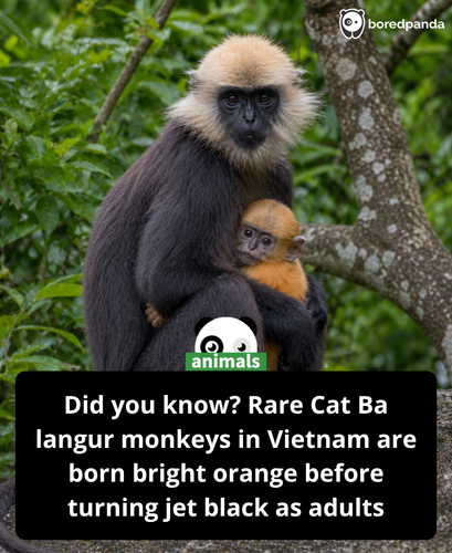 580. The Cat Ba langur is one of the rarest and most critically endangered primates in the world, wi.png