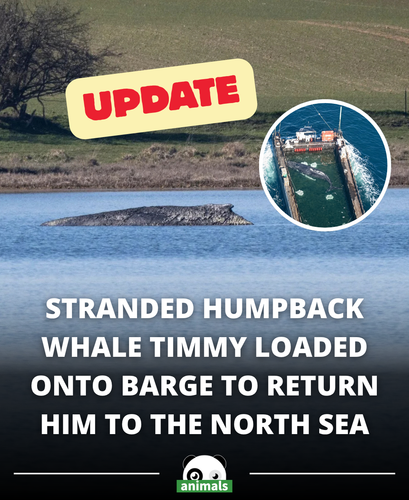 575. Humpback whale named Timmy is on a barge headed toward the North Sea after becoming repeatedly .png