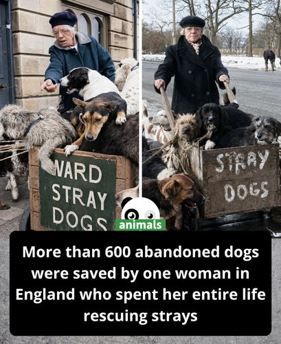 577. This woman saved over 600 abandoned dogs on her own.png