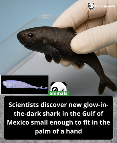574. Scientists were stunned when they found a glow in the dark shark small enough to fit in the pal.png