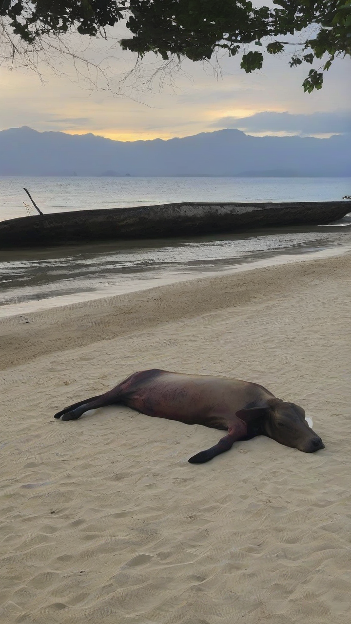 Dead sea cow found in Puerto Princesa beach