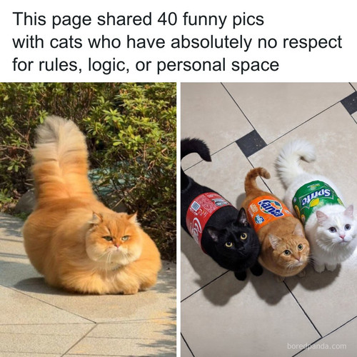 funny relatable cat moments catloversclub.jpg
