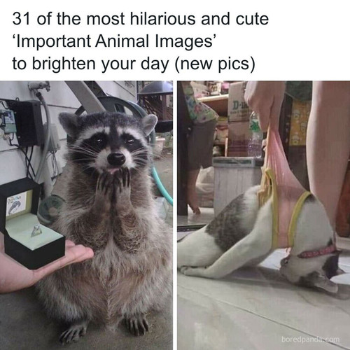 important animal pics wholesome funny cute impanimal part 7.jpg