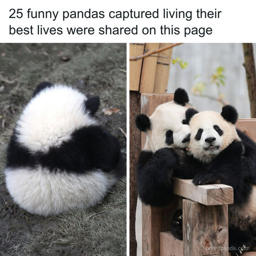 adorably cute animals ipanda.jpg